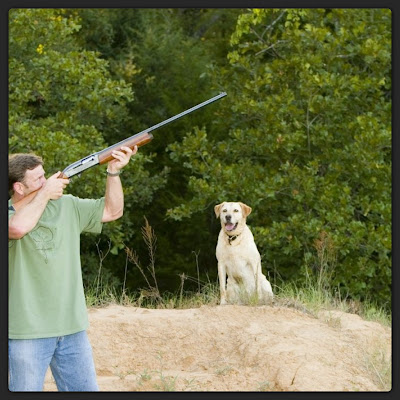 yellow lab, field dress