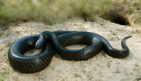Indigo snake