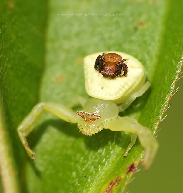 Crab Spider make love