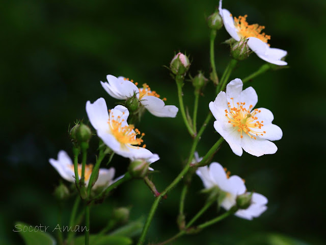 Rosa multiflora