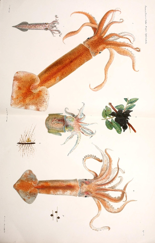 marine species book illustratio