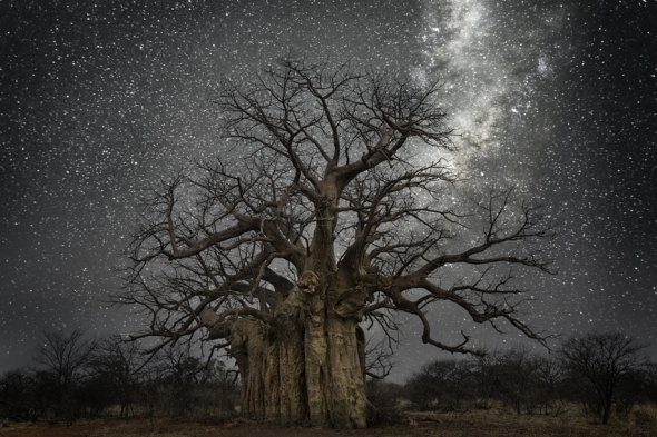 Beth Moon fotografia natureza diamond nights árvores céu noturno estrelas