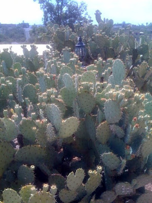 property cactus garden