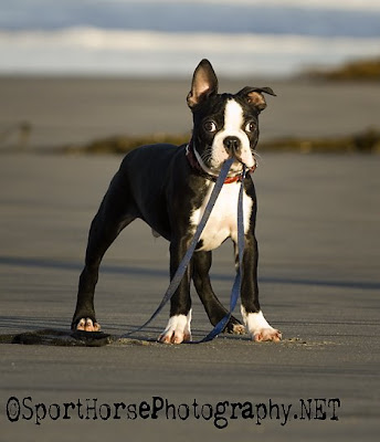 Rescue Puppies on Sporthorsephotography Net  2010 Boston Terrier Puppies Calendar Cover