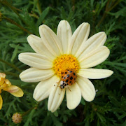 In any case, I'm happiest when surrounded by a jungle of flowering plants, .