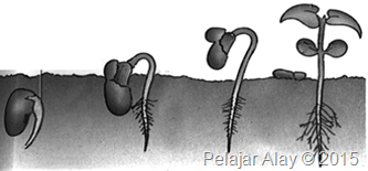 Pertumbuhan Tanaman