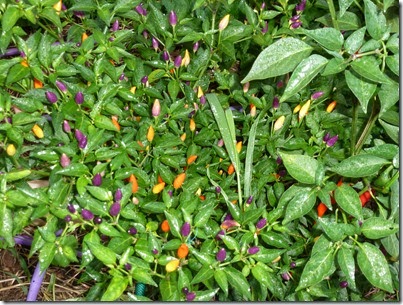 P1050335