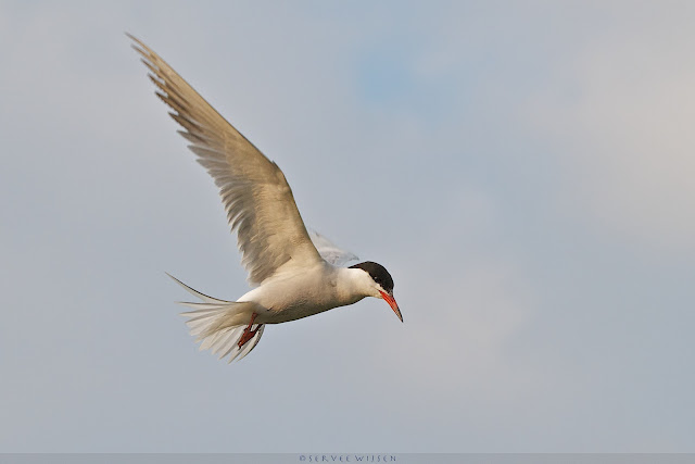 Visdief - Common Tern - Sterna hirundo