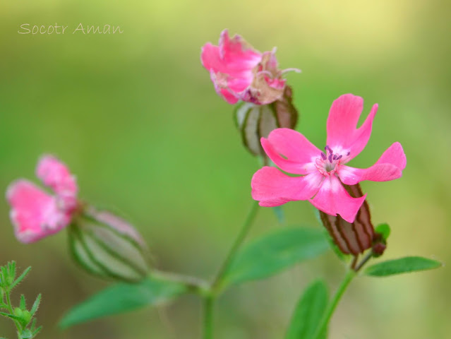 Silene pendula