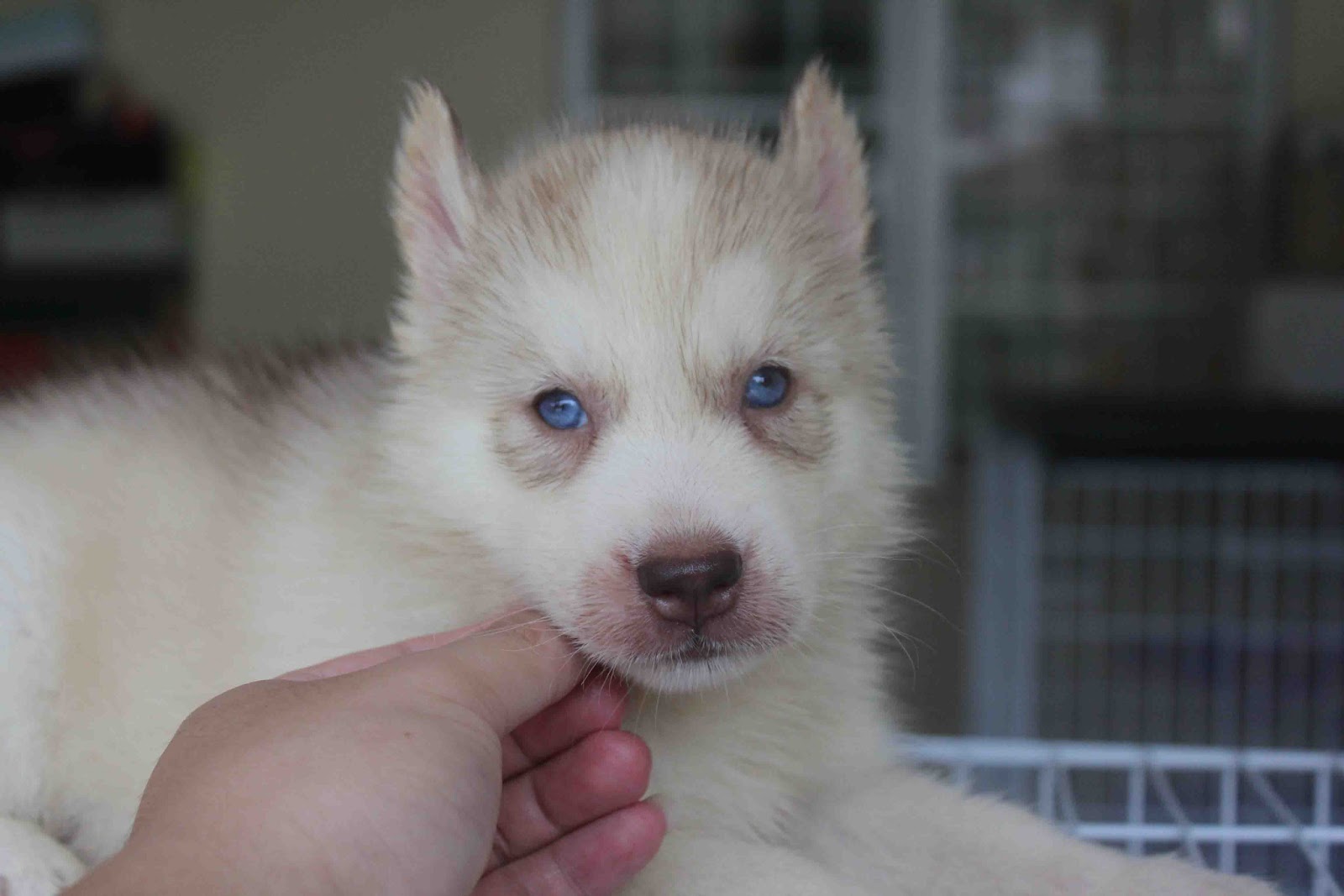 LovelyPuppy: Light Red Color Female Siberian Husky Puppy