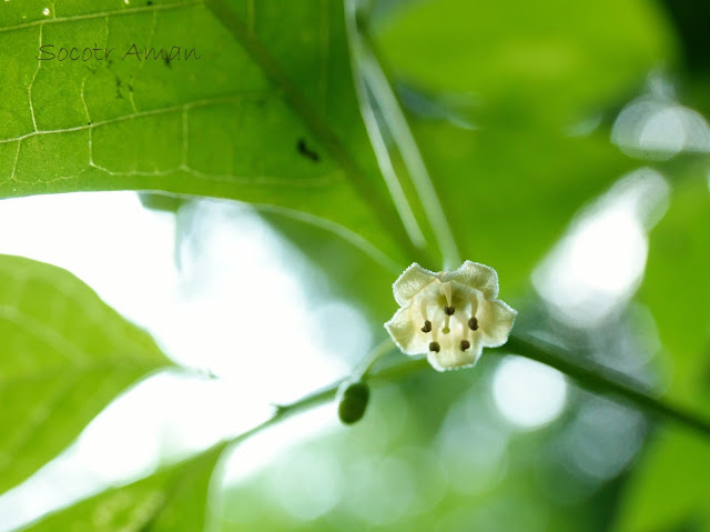 Tubocapsicum anomalum