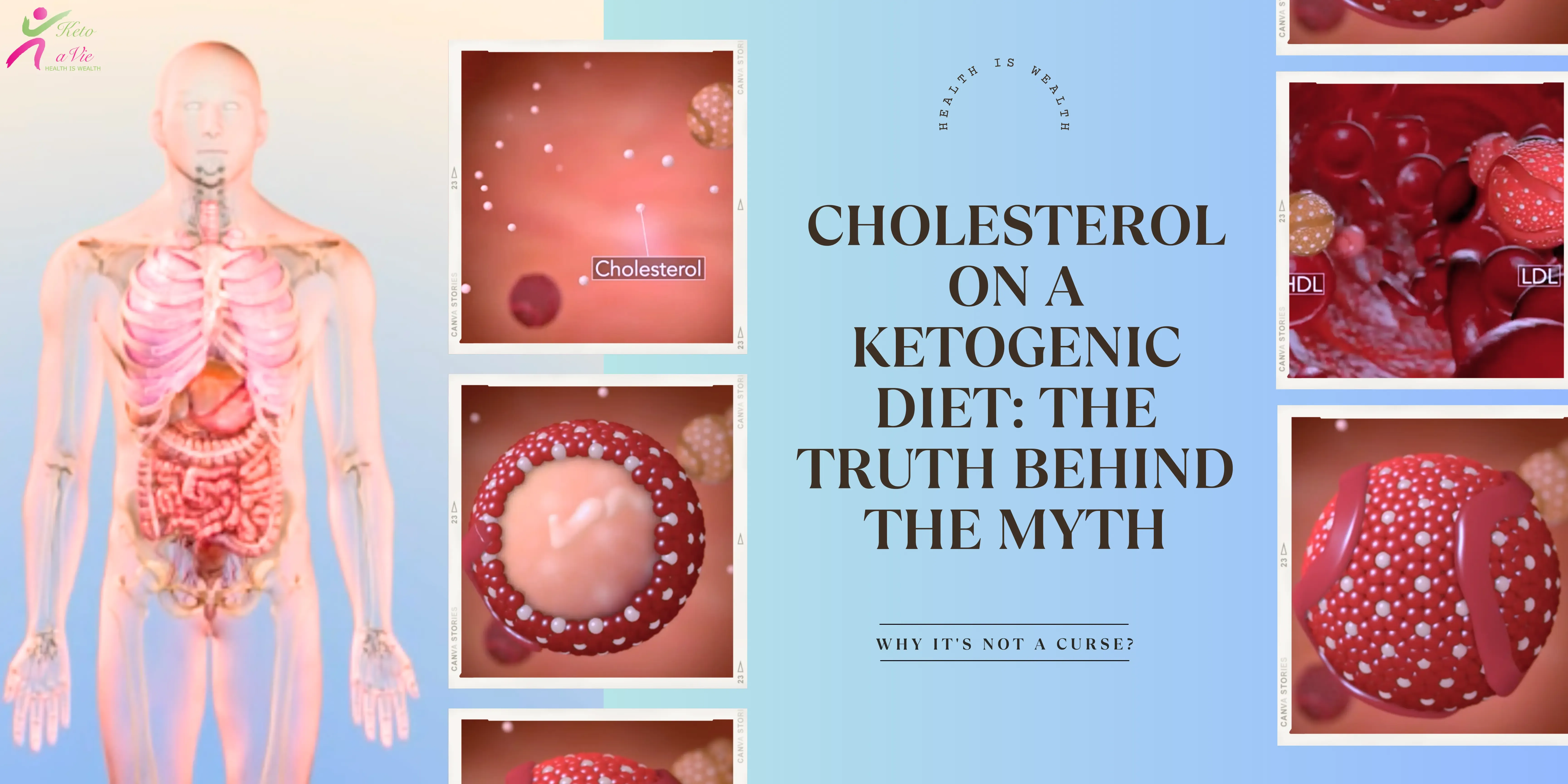 Cholesterol Myths and Facts: Body and Cholesterol Molecules Illustration