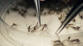 tabuleiro-do-norte-tem-morte-por-dengue-confirmada