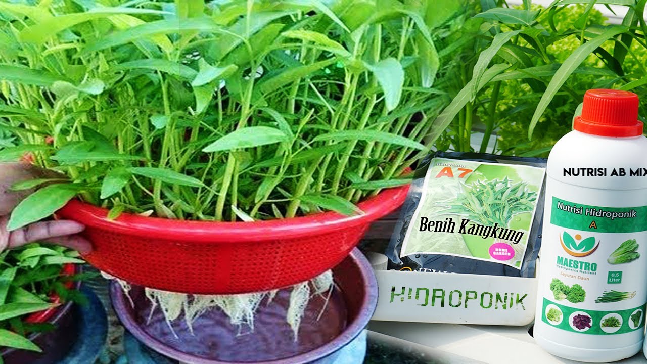 cara menanam kangkung hidroponik