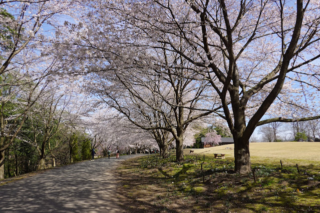 鳥取県西伯郡南部町鶴田 とっとり花回廊 桜まつり ソメイヨシノ（染井吉野）
