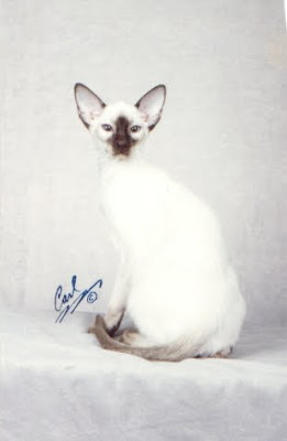 Siamese cats pictures