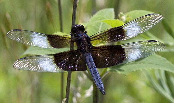 male widow skimmer (Libellula luctuosa)