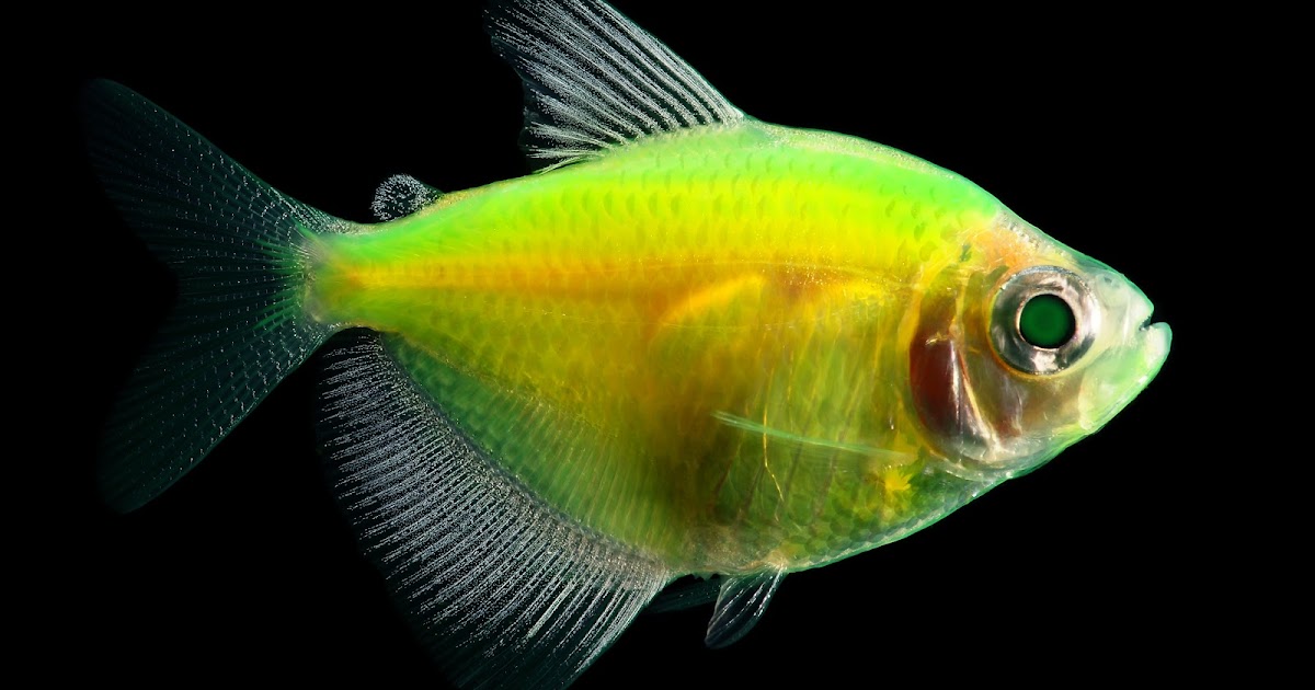 What Fish Can Live With Glofish Tetras