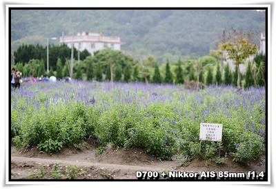 粉嶺香薰園(Lavender Garden)