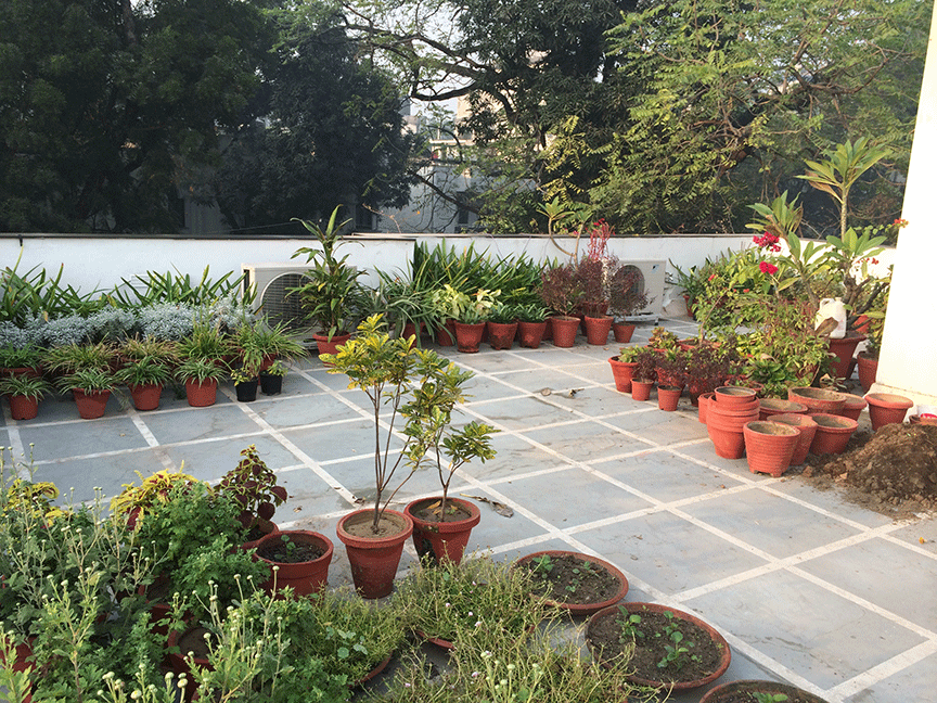 Dhara...The Earth...An Indian gardening blog: My roof top ...