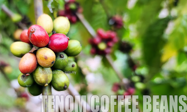 Coffee Plant Tenom