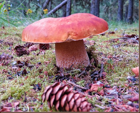 Cooper Landing AK30-10 Aug 2018