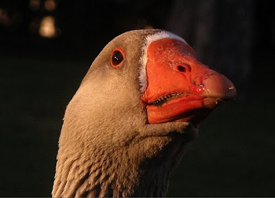 Goose Teeth