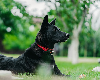 A black dog with a red collar is lying on grass