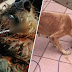 Kejam! Owner biarkan 11 ekor anjingnya kebuluran sehingga mulut tertusuk besi & tertelan dawai
