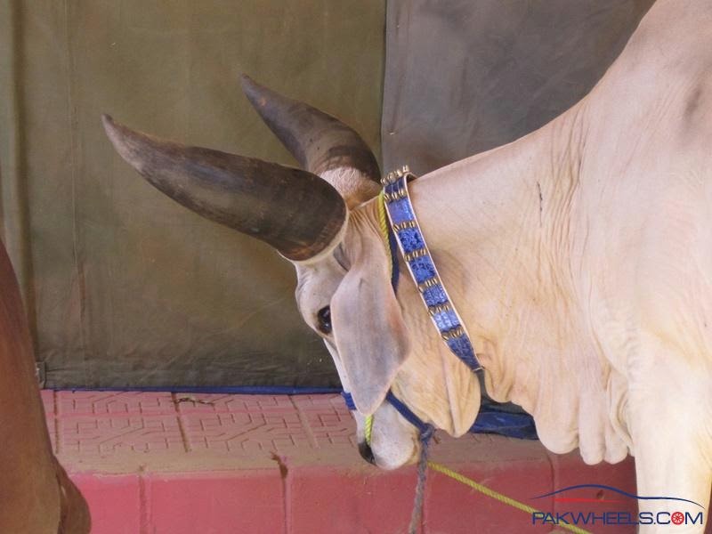 Bakra Eid 2013,Camel Qurbani,Eid Al Adha Mubarak,Cow 