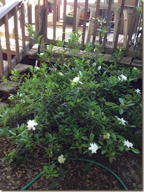 gardenia bush