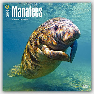 Manatees 2016 - Seekühe - 18-Monatskalender: Original BrownTrout-Kalender [Mehrsprachig] [Kalender] (Wall-Kalender)