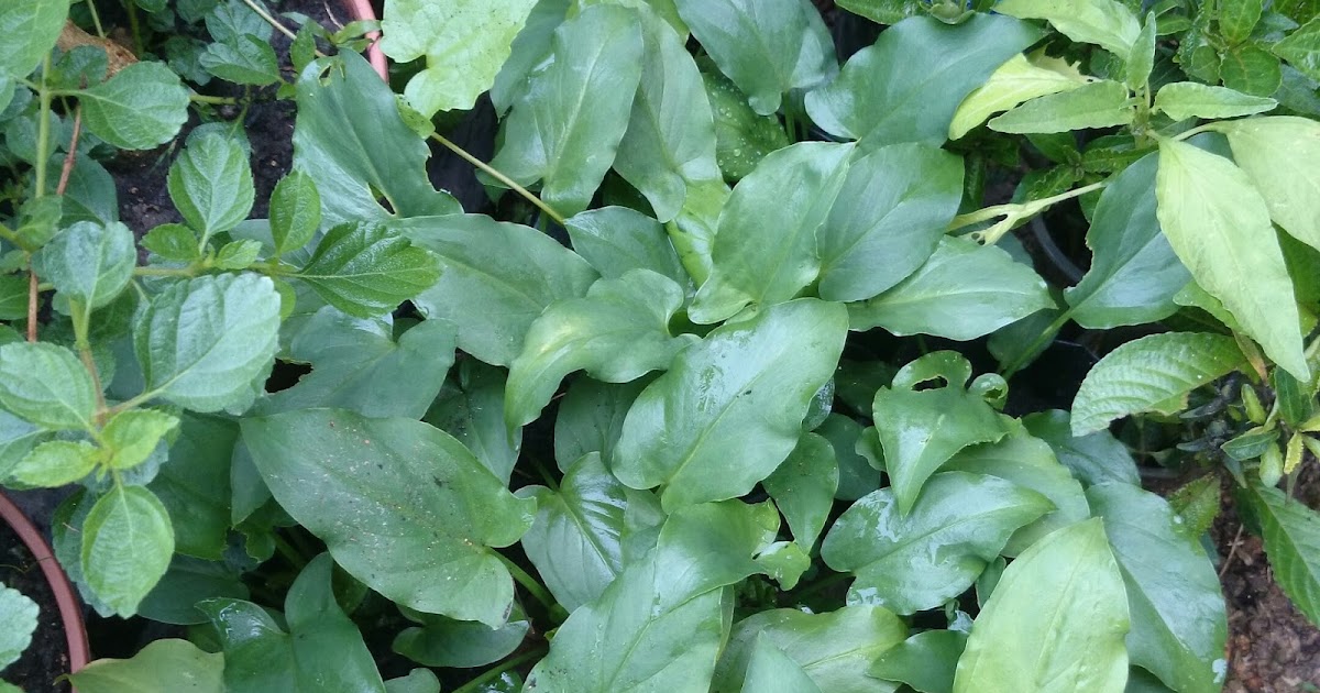 POKOK HERBA KELADI TIKUS ~ Kebun Di Belakang Rumah