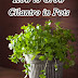 How to Grow Cilantro in Pots