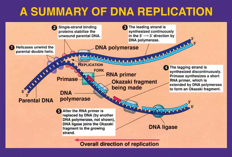 Essay On Replication Of DNA - Words | Cram dna replication essay