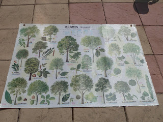 affiche scolaire les arbres 1975