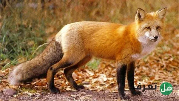 هل تعرف أهم المعلومات عن الثعلب important information about the fox