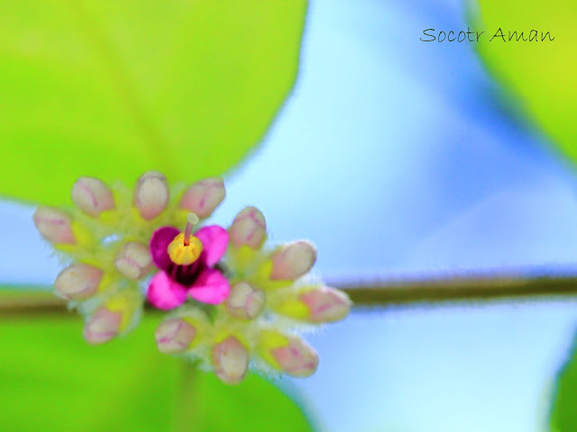 Callicarpa japonica