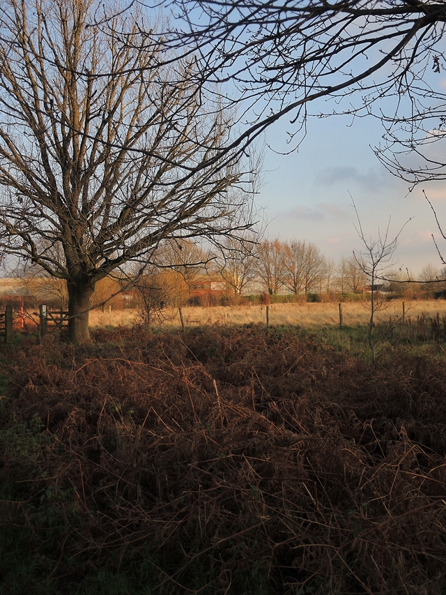 Ertbruggebos: over groene vogels, wollige schaapjes,  en vlammend rode zwammen en zonsondergangen