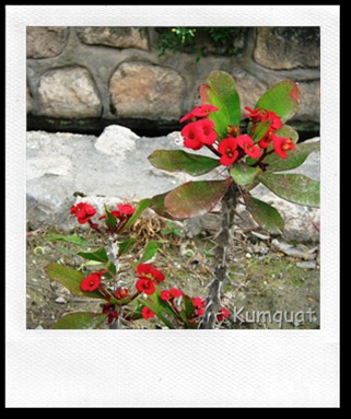 euphorbia6