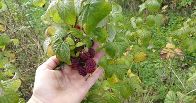 Himbeeren - Herbsternte