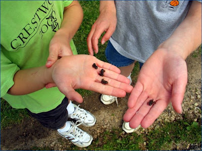 Tadpoles