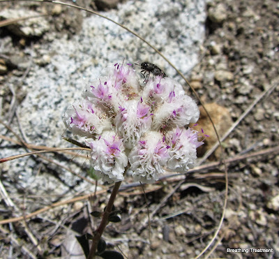 Calyptridium monospermum (One seeded pussypaws)