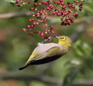 Zosterops Bird Pictures