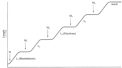 Anatomi dan Morfologi Nematoda, Kutikula nematoda, Hipodermis nematoda, otot nematoda, Sistem Pencernan Nematoda, Sistem Syaraf Nematoda, Sistem Ekskresi Nematoda, Sistem Reproduksi, Sistem reproduksi jantan pada nematoda, Sistem reproduksi betina pada nematoda, Molting nematoda, Larva nematoda, Larva Rhabditiform, Larva Filariform, Microfilaria, Fisiologi Nematoda