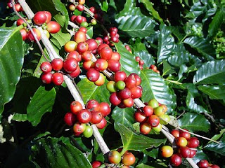 https://saungmeeting.blogspot.co.id/Kopi-Robusta-Lampung