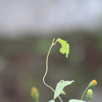 Pucuk Daun Hijau yang Hilang