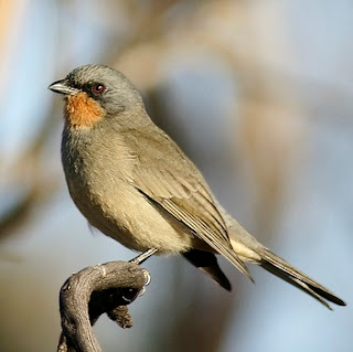 Suara Burung Gilbert's Whistlers