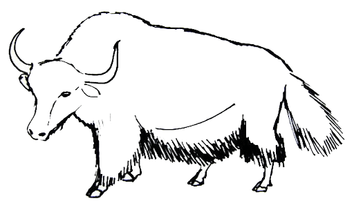 Best biggest bull coloring pages for kids