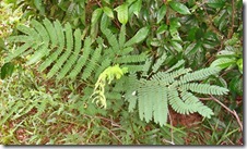 Albizia